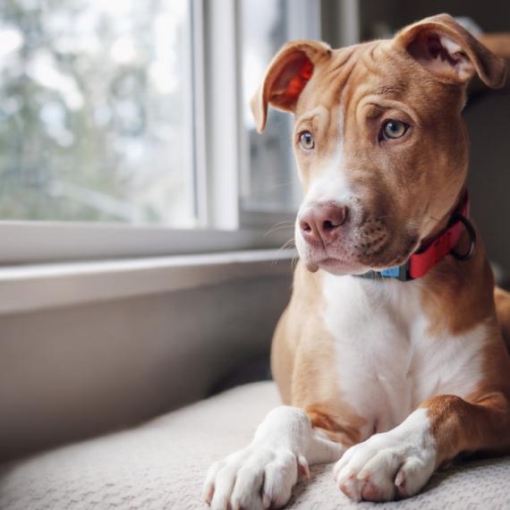 Ovo nikako ne smete da uradite: Mnogi vlasnici prave istu grešku kada ostavljaju psa samog kod kuće