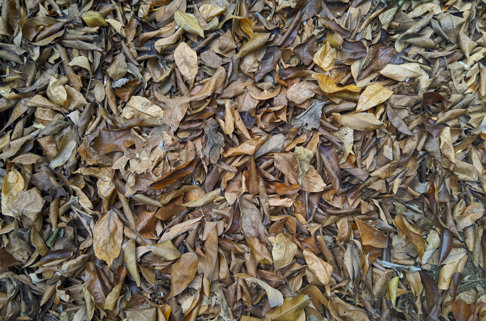 Šetali šumom i videli “lišće” koje se pomera: Ostali su u šoku kada su prišli bliže i saznali šta je (VIDEO)