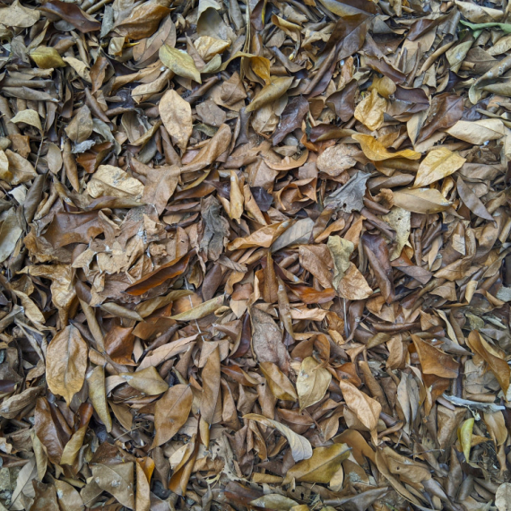 Šetali šumom i videli “lišće” koje se pomera: Ostali su u šoku kada su prišli bliže i saznali šta je (VIDEO)