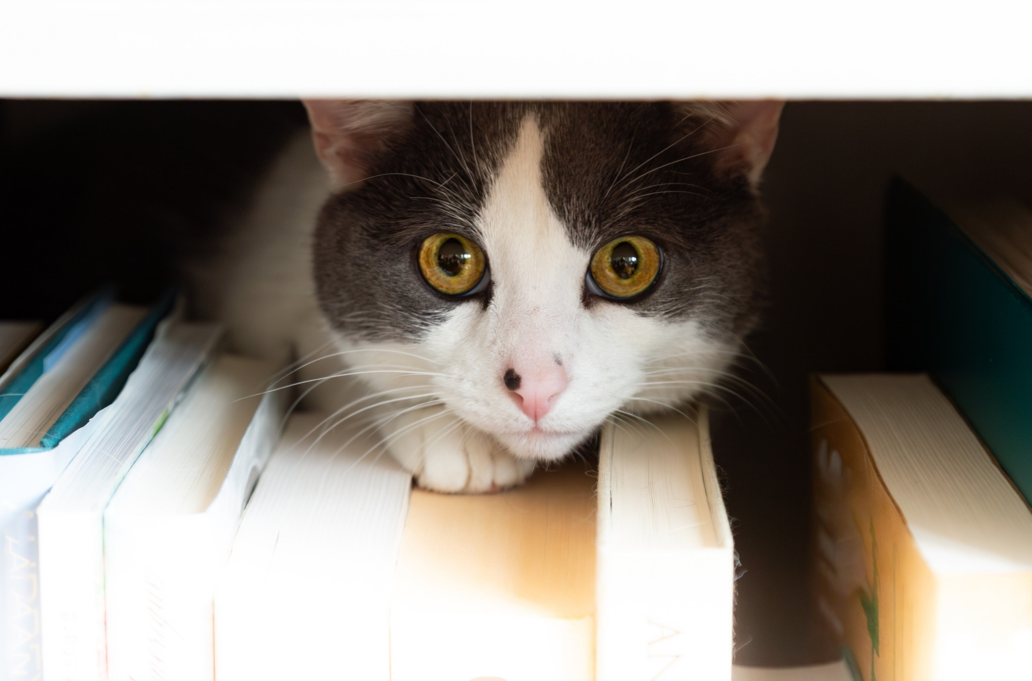 Primetila je da joj se mačke ČUDNO PONAŠAJU, a onda se dogodila NAJLEPŠA MOGUĆA STVAR! (VIDEO)