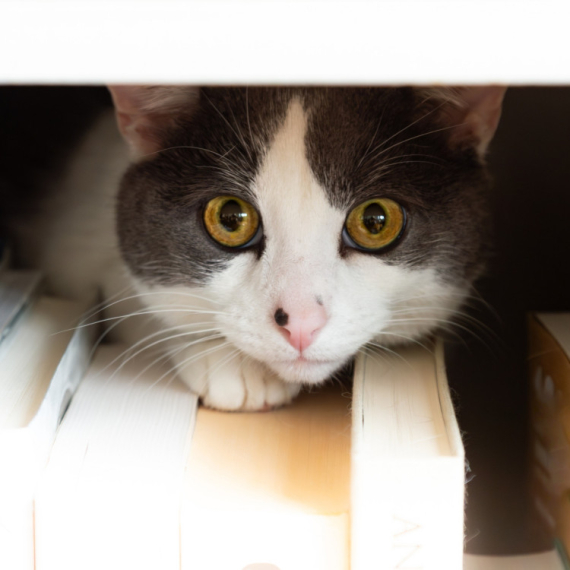 Primetila je da joj se mačke ČUDNO PONAŠAJU, a onda se dogodila NAJLEPŠA MOGUĆA STVAR! (VIDEO)