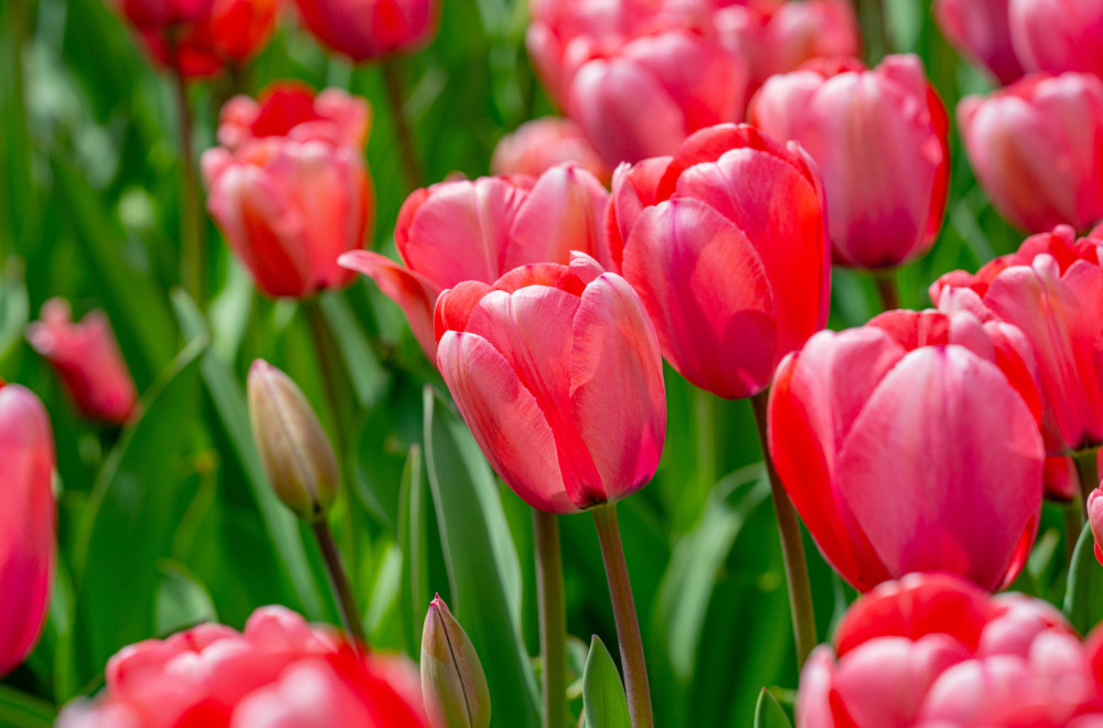 Danas počinje proleće