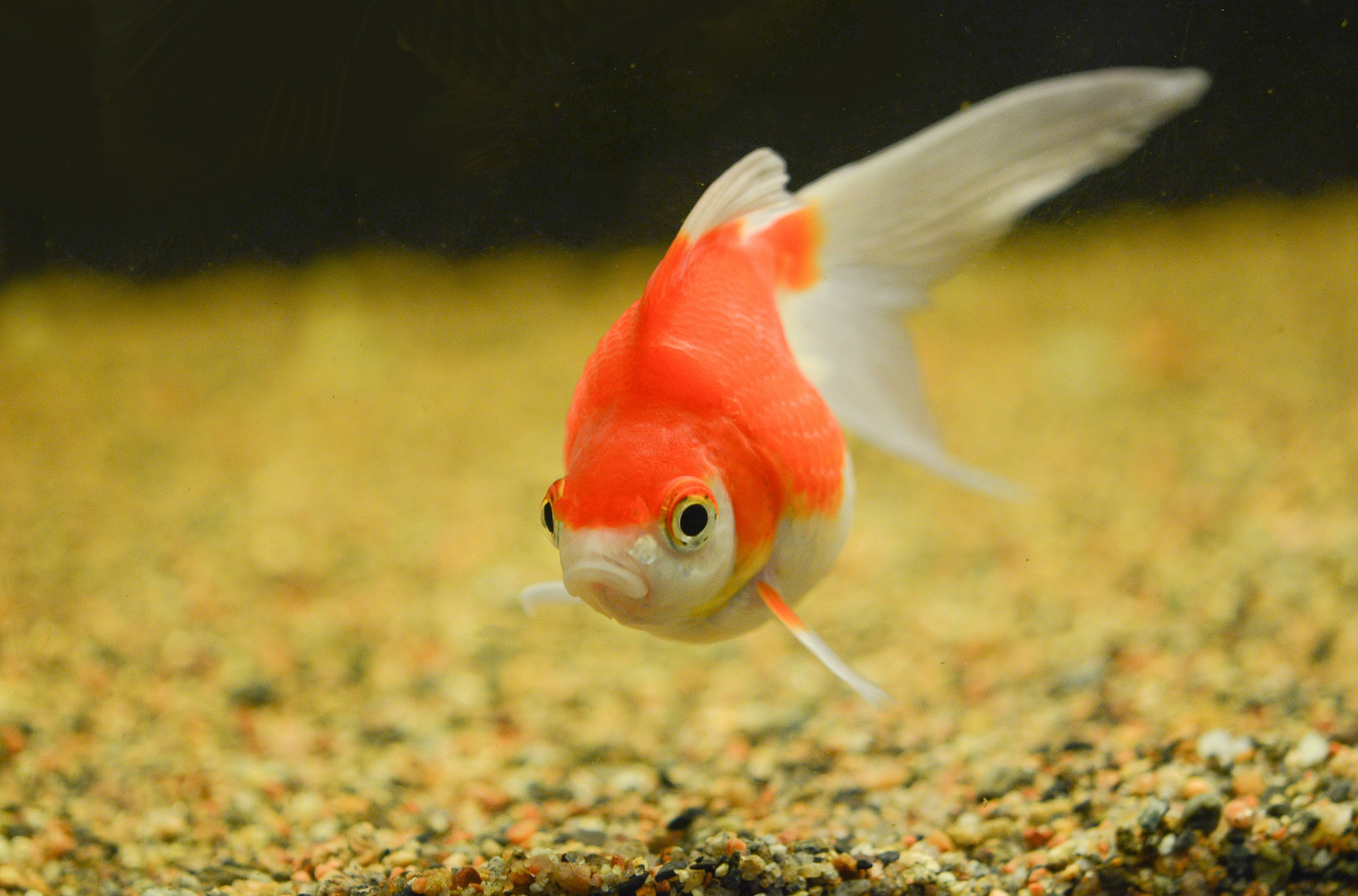 Upoznajte zlatnu ribicu koja je VOZILA AUTO i ne samo to - ušla je u Ginisovu KNJIGU REKORDA! (VIDEO)