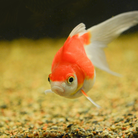 Upoznajte zlatnu ribicu koja je VOZILA AUTO i ne samo to - ušla je u Ginisovu KNJIGU REKORDA! (VIDEO)