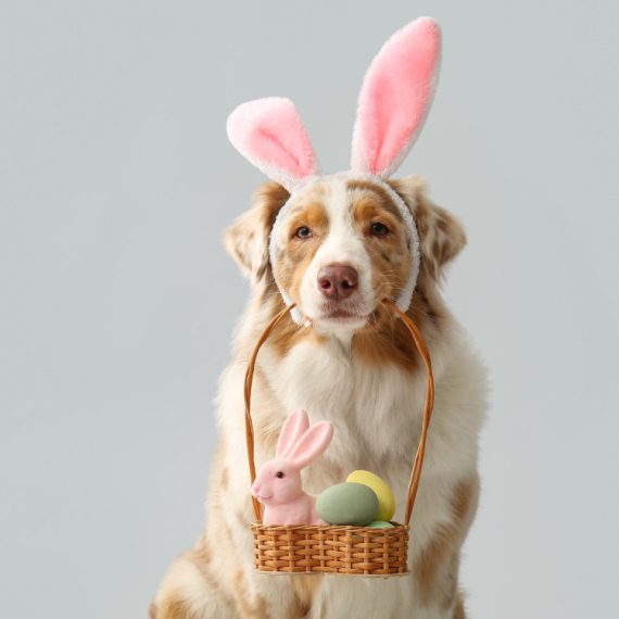 Veterinari upozoravaju: Ove stvari držite podalje od pasa i mačaka za Uskrs