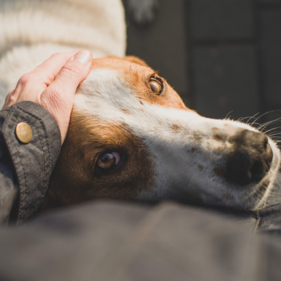 Kako da znate da li vaš PAS traži maženje ili vas MOLI ZA POMOĆ?