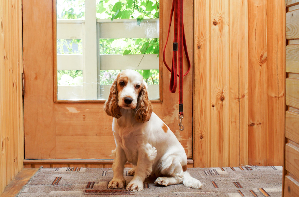 Zašto vas pas čeka pored vrata? Pravi razlog je mnogo više od same ljubavi
