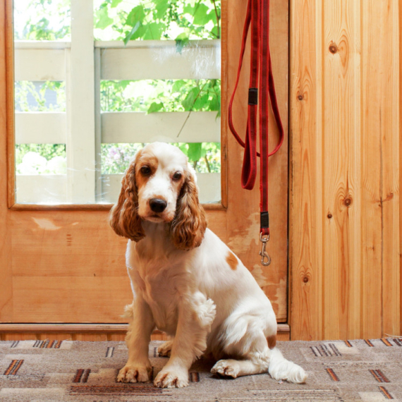 Zašto vas pas čeka pored vrata? Pravi razlog je mnogo više od same ljubavi
