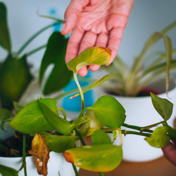 Veruje se da ove stvari BLOKIRAJU PRILIV NOVCA - da li ih držite u kući?