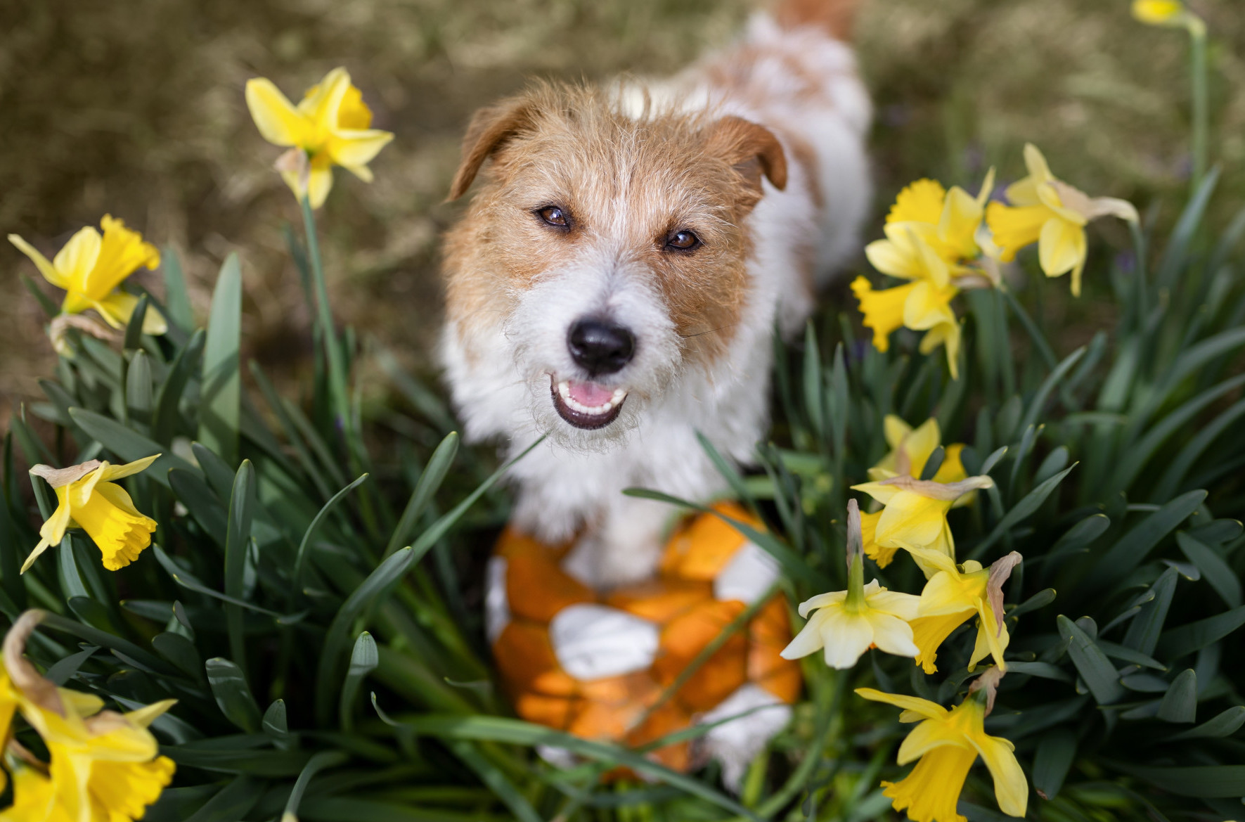 Ovo cveće možda izgleda divno, ali može biti OPASNO po vašeg psa