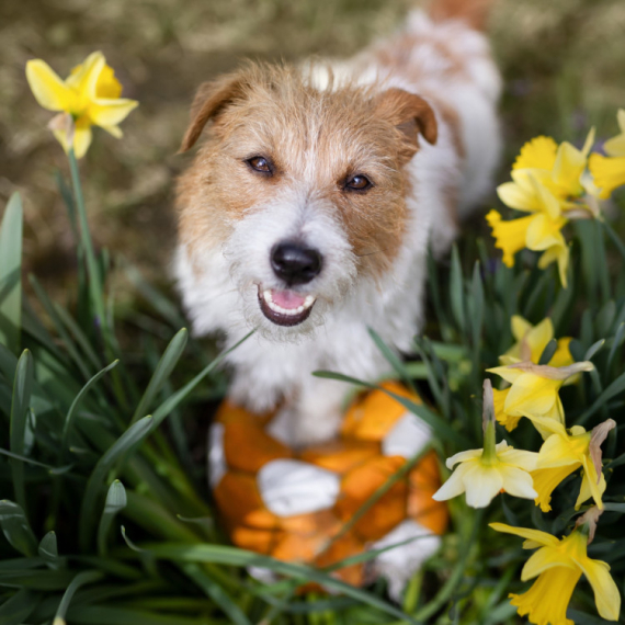 Ovo cveće možda izgleda divno, ali može biti OPASNO po vašeg psa