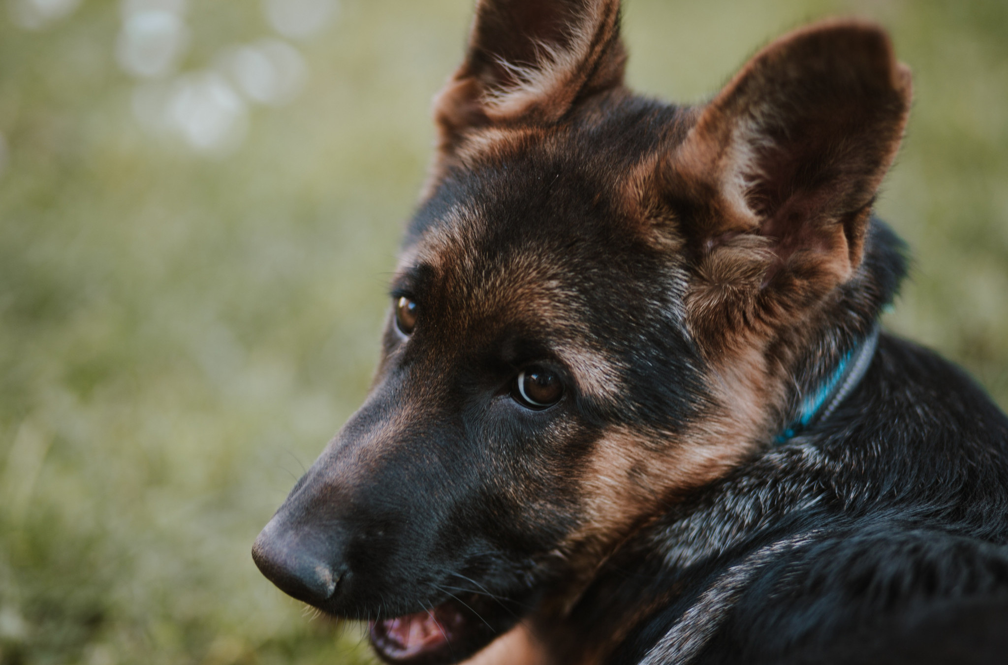 Žena je udomila malog, tamnog nemačkog ovčara; Nakon 3 godine ostala je IZNENAĐENA njegovom transformacijom!