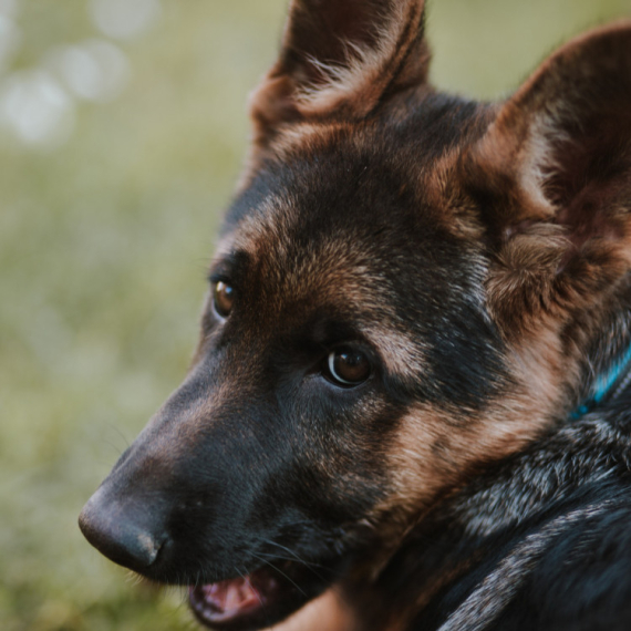 Žena je udomila malog, tamnog nemačkog ovčara; Nakon 3 godine ostala je IZNENAĐENA njegovom transformacijom!