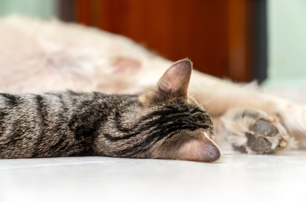 Ljubomorni mačak Milo nasmejao je milione kada je pokušao da preotme pažnju vlasnice (VIDEO)