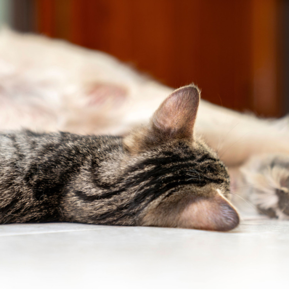 Ljubomorni mačak Milo nasmejao je milione kada je pokušao da preotme pažnju vlasnice (VIDEO)