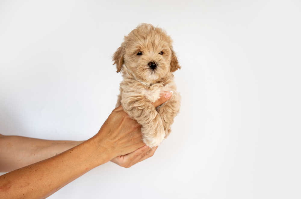 Prizor koji topi srca: Psić iz skloništa prvi put upoznao bebu (VIDEO)