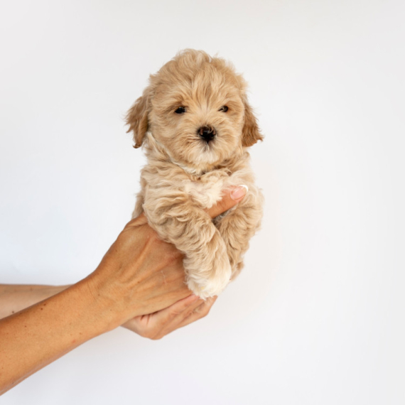 Prizor koji topi srca: Psić iz skloništa prvi put upoznao bebu (VIDEO)