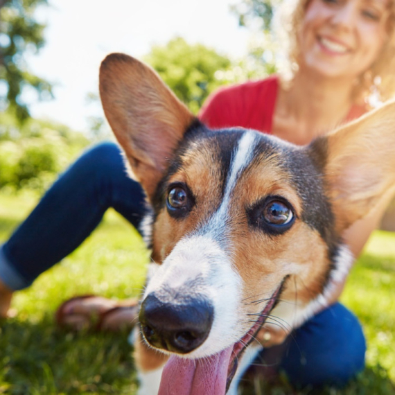Ovih šest ponašanja pasa imaju skrivena značenja: „Najpošteniji član vaše porodice pokušava ovo da vam kaže“