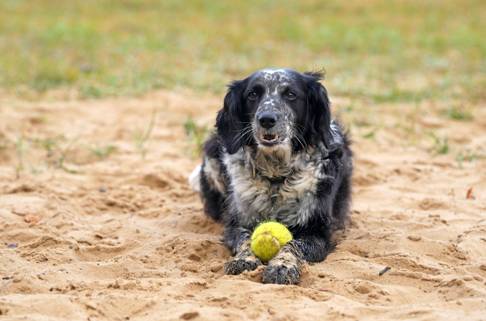 Ako vaš pas voli teniske loptice, imamo loše vesti za vas