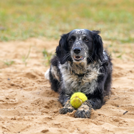 Ako vaš pas voli teniske loptice, imamo loše vesti za vas