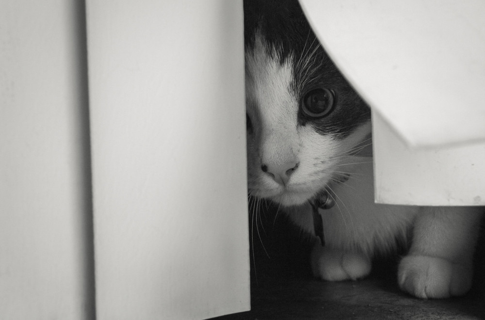 Veterinar objasnio zašto se mačke skrivaju kad vam dođu gosti: "Neverovatno je koliko mogu da budu uznemirene"