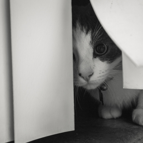 Veterinar objasnio zašto se mačke skrivaju kad vam dođu gosti: "Neverovatno je koliko mogu da budu uznemirene"