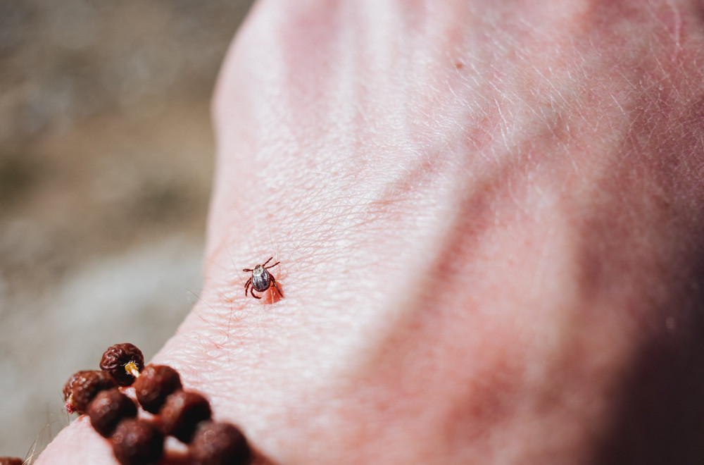 Počinje prolećna akcija suzbijanja krpelja u Beogradu: Obuhvaćene su ove lokacije