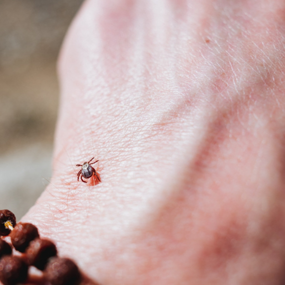 Počinje prolećna akcija suzbijanja krpelja u Beogradu: Obuhvaćene su ove lokacije