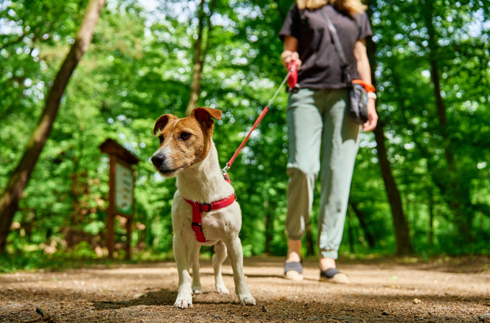 Zašto vaš pas jede travu i izmet? Naučnici otkrivaju šokantne razloge koji stoje iza ovakvog ponašanja ljubimca