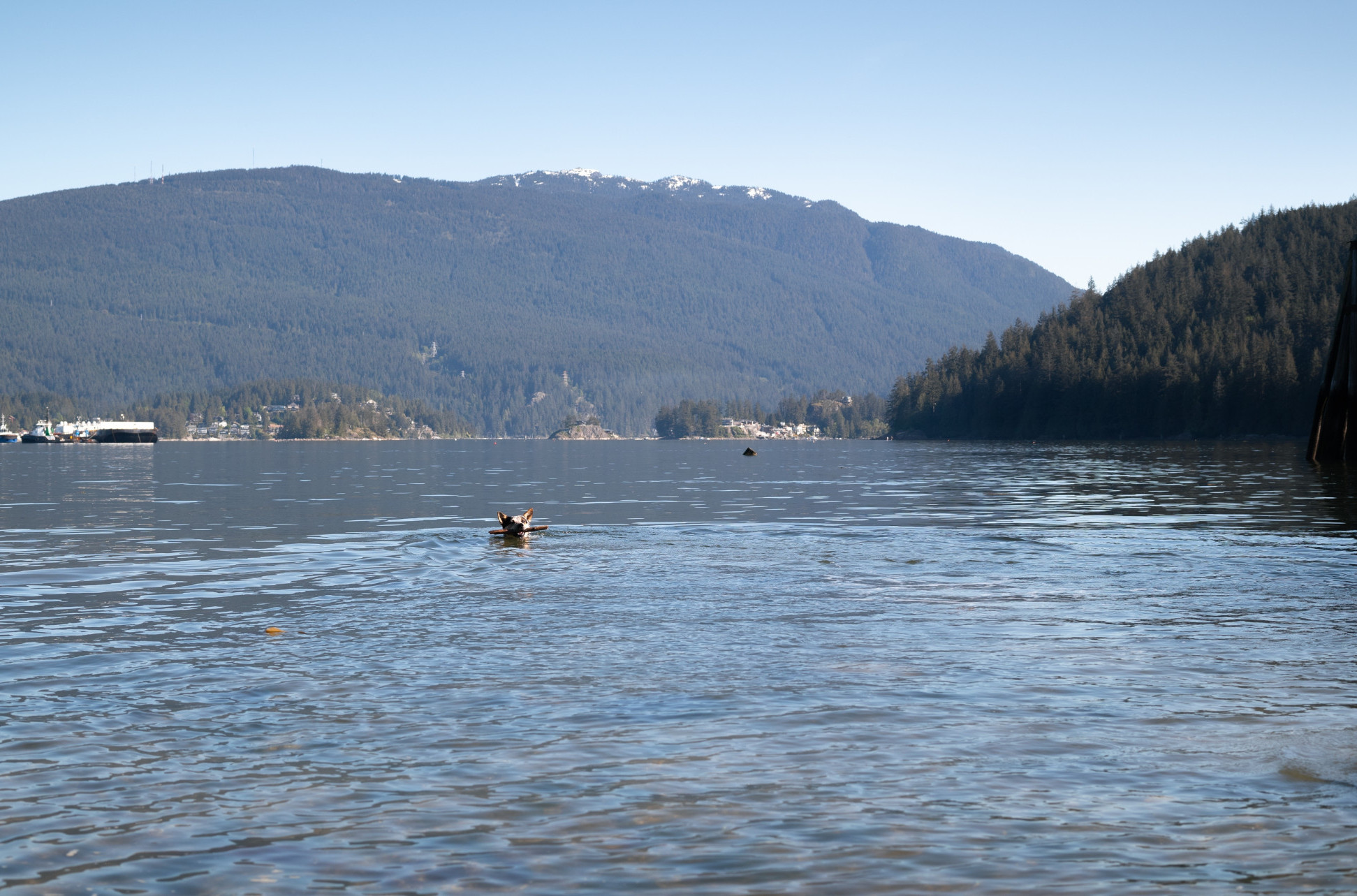 Skočio je u hladnu reku kako bi SPASIO SVOG PSA! Njegova ljubav nema granice (VIDEO)
