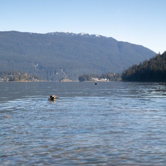 Skočio je u hladnu reku kako bi SPASIO SVOG PSA! Njegova ljubav nema granice (VIDEO)