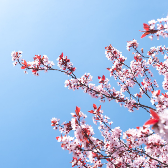 U Srbiji danas sunčano i toplo, temperatura do 26 stepeni