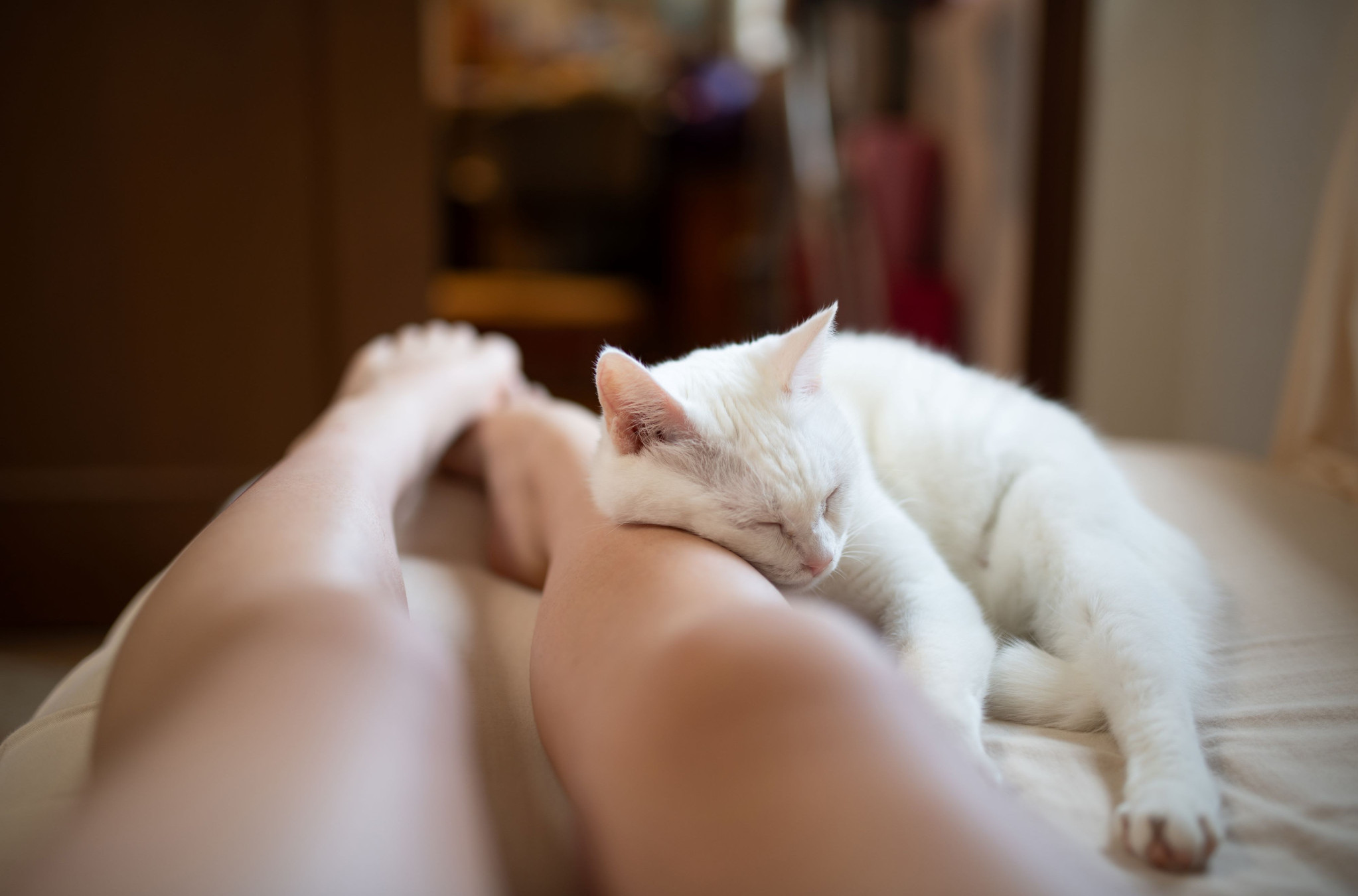 Znate li zašto MAČKE često SPAVAJU kraj NOGU? Razlog će vas raznežiti (ANKETA)