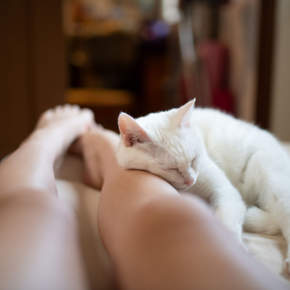 Znate li zašto MAČKE često SPAVAJU kraj NOGU? Razlog će vas raznežiti (ANKETA)