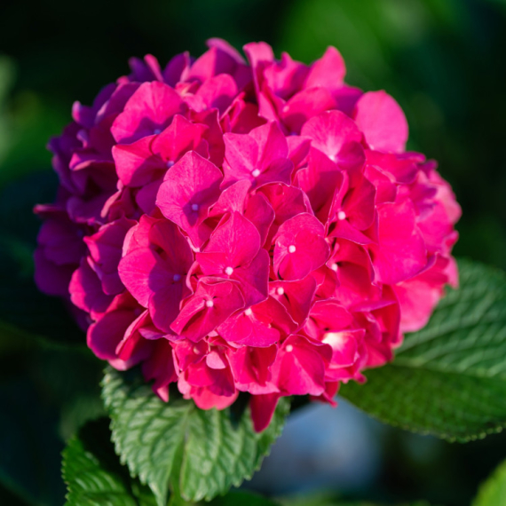 Kako da vam hortenzije zadrže izrazito pink boju? Baštovan daje KLJUČNE savete