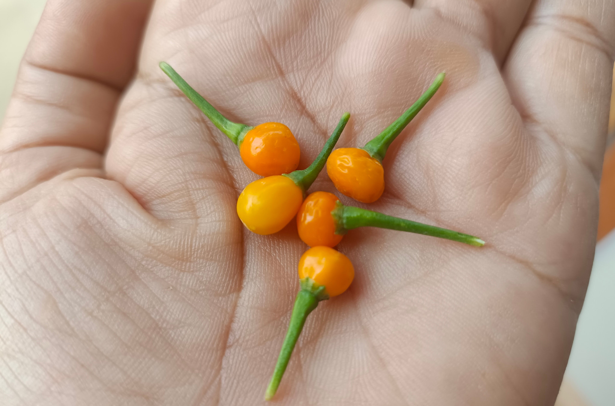 Pričalo se da je „NAJSKUPLJA PAPRIKA na svetu“: Kako je nastao mit o „MAJCI SVIH ČILIJA“