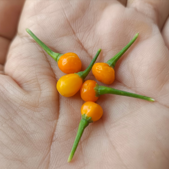 Pričalo se da je "NAJSKUPLJA PAPRIKA na svetu": Kako je nastao mit o "MAJCI SVIH ČILIJA"