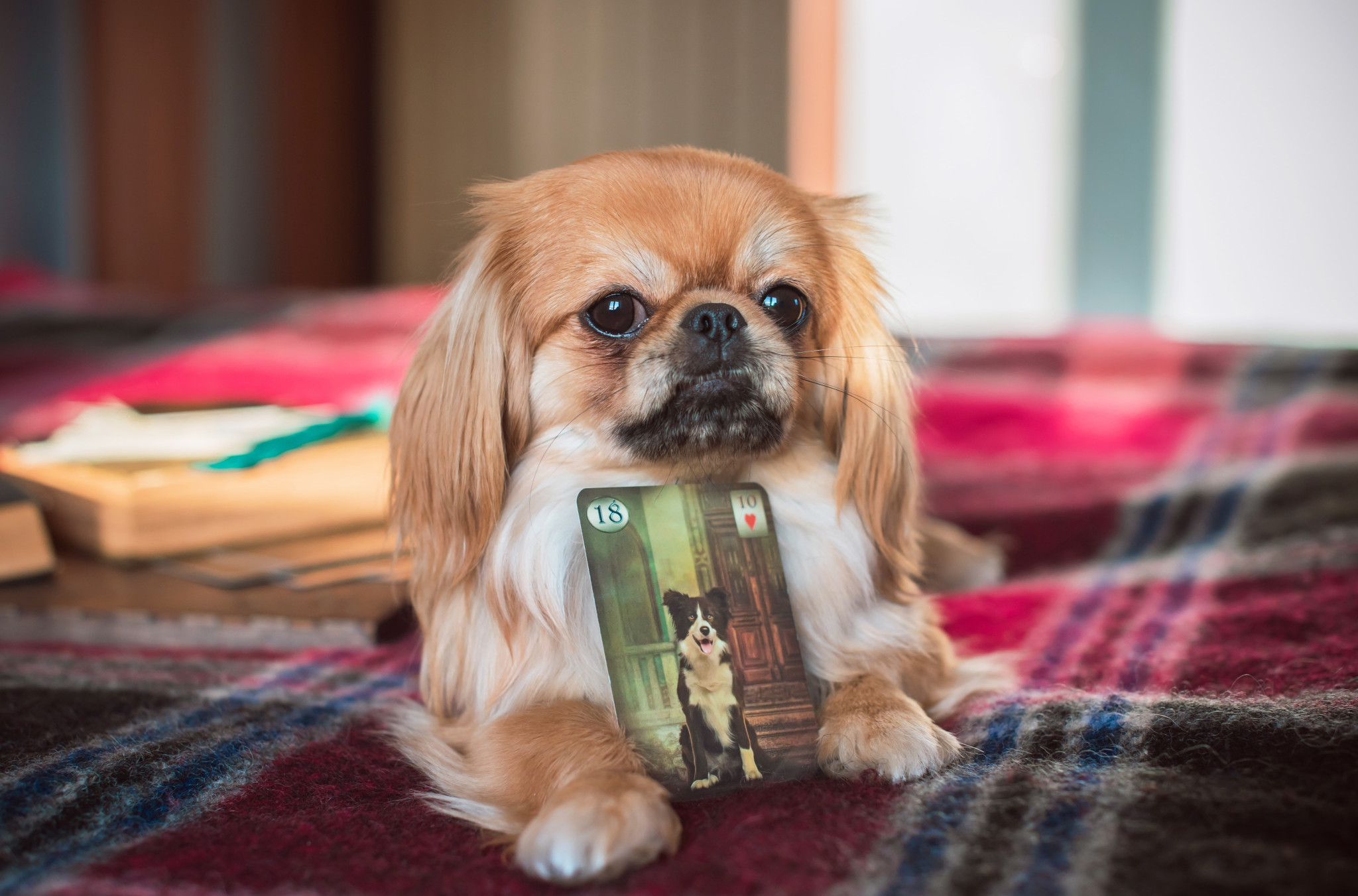 Vaš PAS vas možda ne voli koliko mislite: U OVOJ zemlji koriste TAROT karte da provere