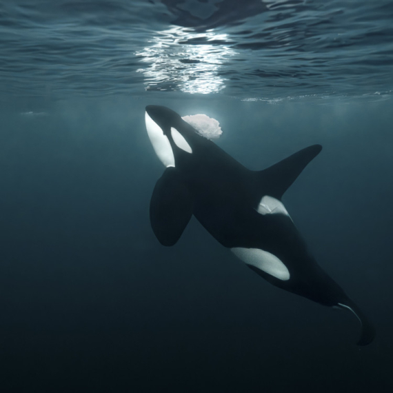 Orka nije ono što mislite: Najveći delfin na svetu živi do 90 godina, govori svojim „jezikom“ i lovi kitove