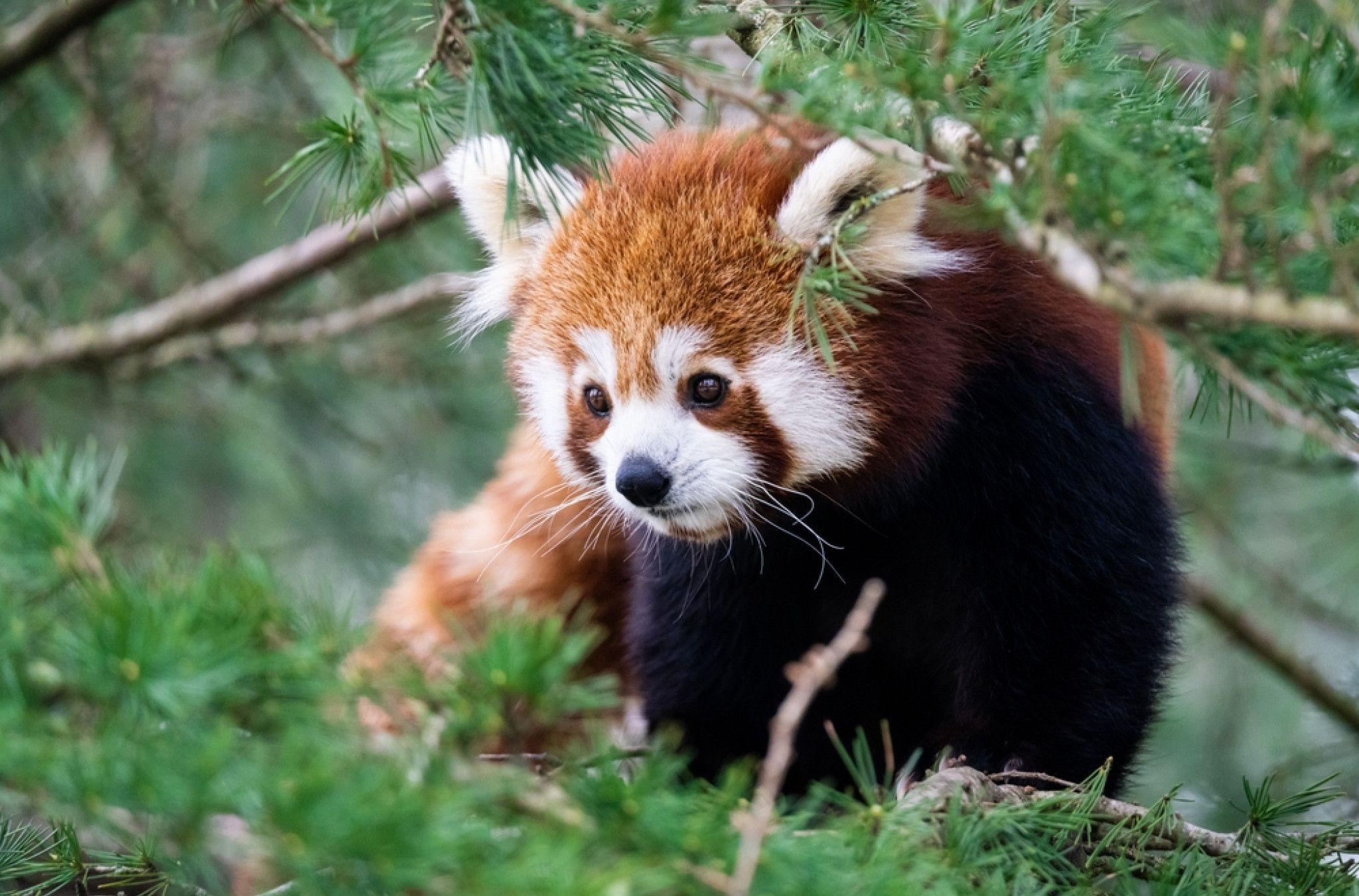 Da li znate ko je „prava“ panda? Ovaj mali crvenkasti slatkiš sa Himalaja!