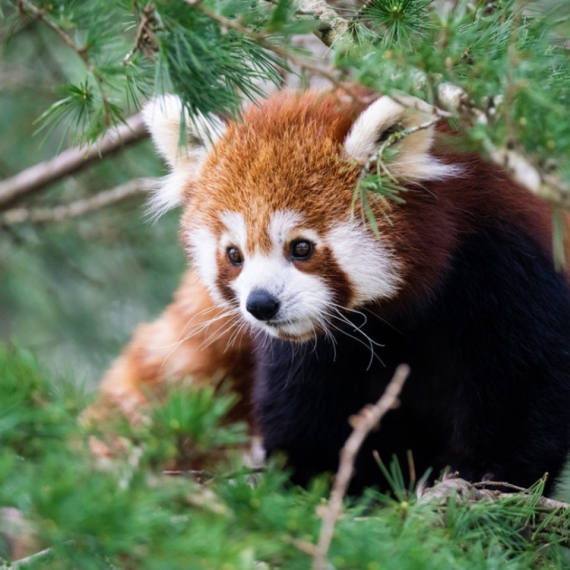 Da li znate ko je „prava“ panda? Ovaj mali crvenkasti slatkiš sa Himalaja!