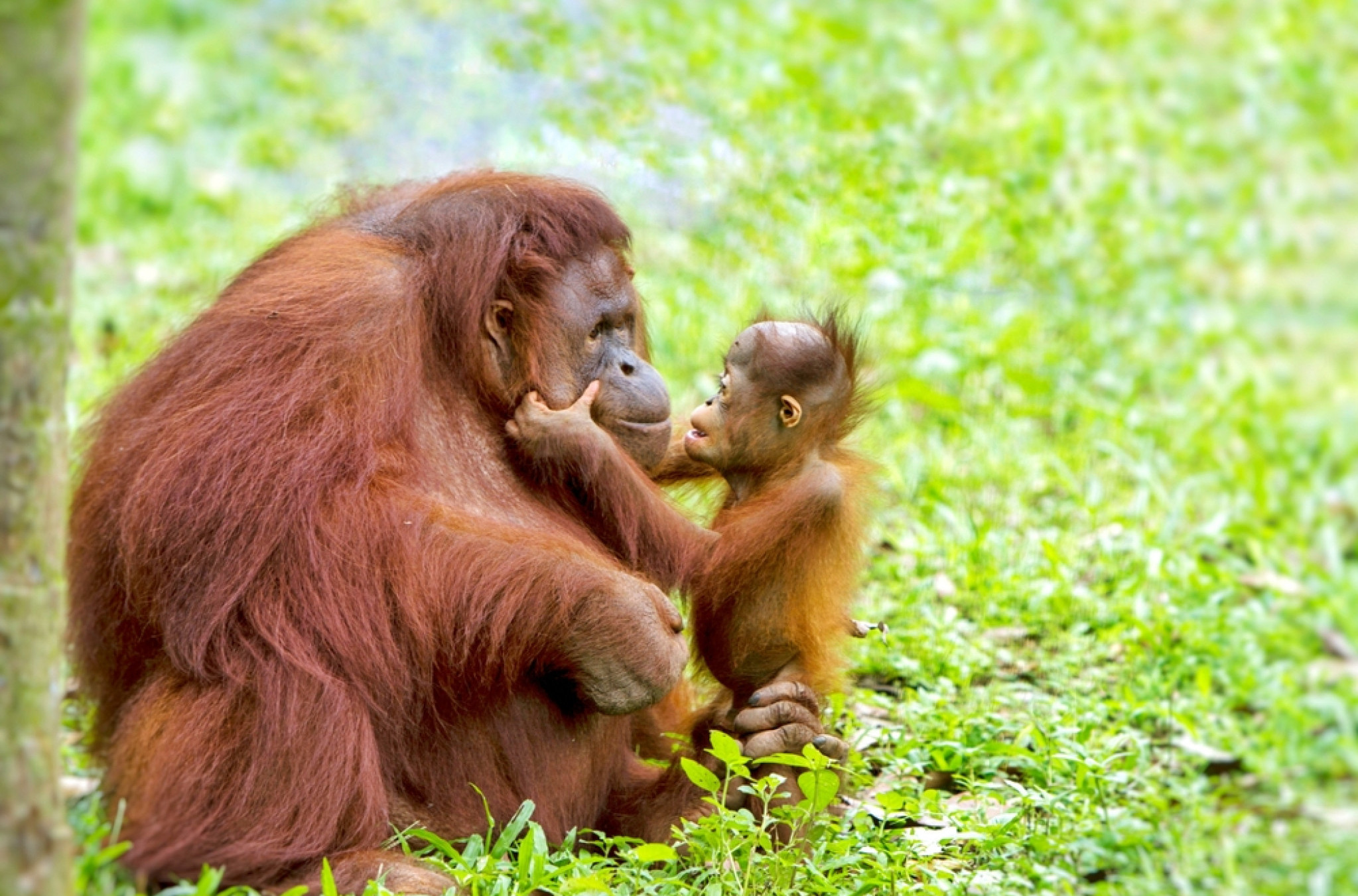 Upoznajte „ljude iz šume“: 10 zanimljivih činjenica o orangutanima