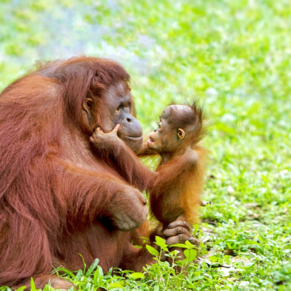 Upoznajte „ljude iz šume“: 10 zanimljivih činjenica o orangutanima