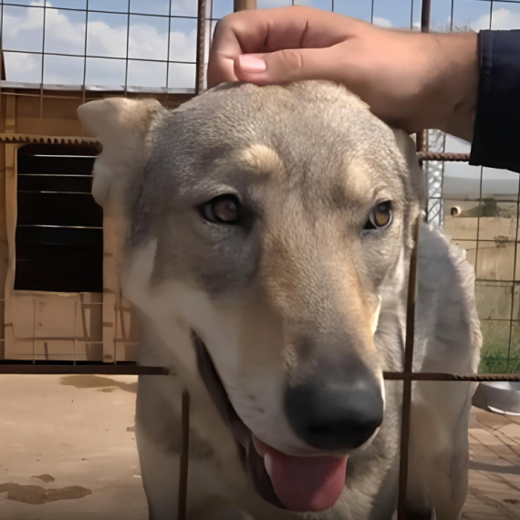 "Od moje majke posebno ima strah" Vučica Lara je deo jednog domaćinstva i to zajedno sa psom, kozama i ovcama (VIDEO)