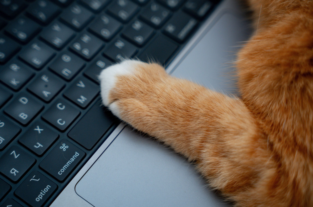 Zašto vam vaša maca stalno LEŽI NA TASTATURI? Evo šta pokušava DA VAM PORUČI!