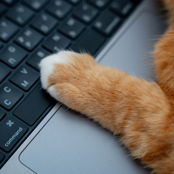 Zašto vam vaša maca stalno LEŽI NA TASTATURI? Evo šta pokušava DA VAM PORUČI!