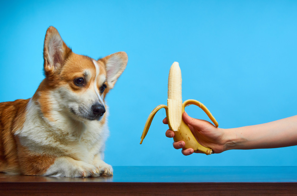 Da li PSI smeju da jedu BANANE?
