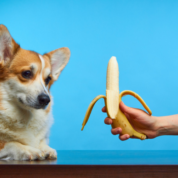 Da li PSI smeju da jedu BANANE?