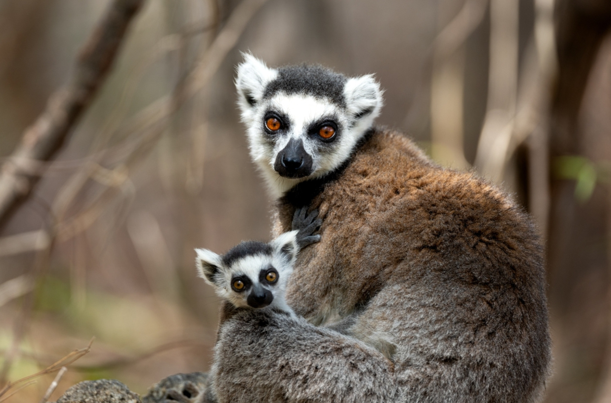 Ženke kojih životinja otimaju mužjacima hranu, izbacuju ih iz gnezda za spavanje, a umeju i da budu fizički agresivne prema njima? Lemuri!