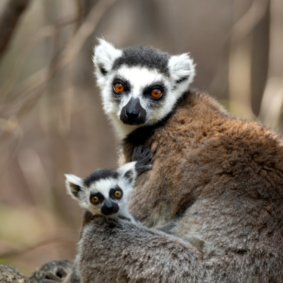 Ženke kojih životinja otimaju mužjacima hranu, izbacuju ih iz gnezda za spavanje, a umeju i da budu fizički agresivne prema njima? Lemuri!